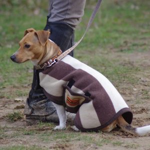 L’importance de l’assurance pour animaux de compagnie