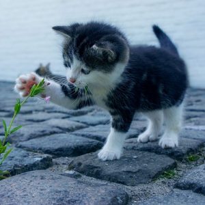 Comment trouver une animalerie à Villeneuve-sur-Lot ?