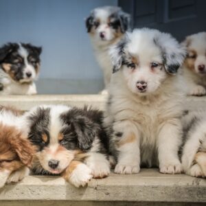 Évitez le comportement destructeur chez les chiots : conseils