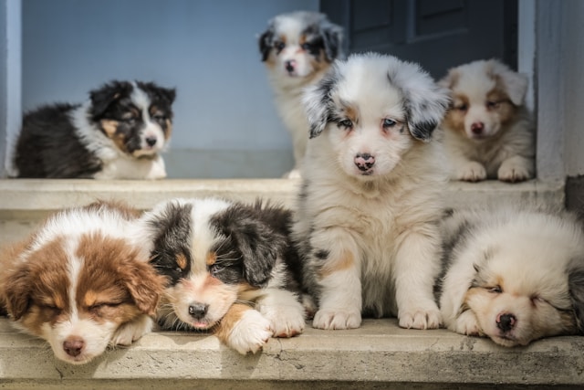 Évitez le comportement destructeur chez les chiots : conseils