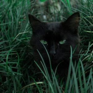 Sécurisez votre jardin pour les chats : conseils pratiques