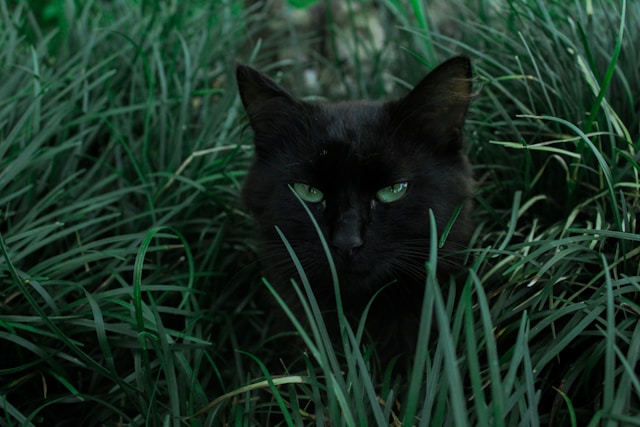 Sécurisez votre jardin pour les chats : conseils pratiques