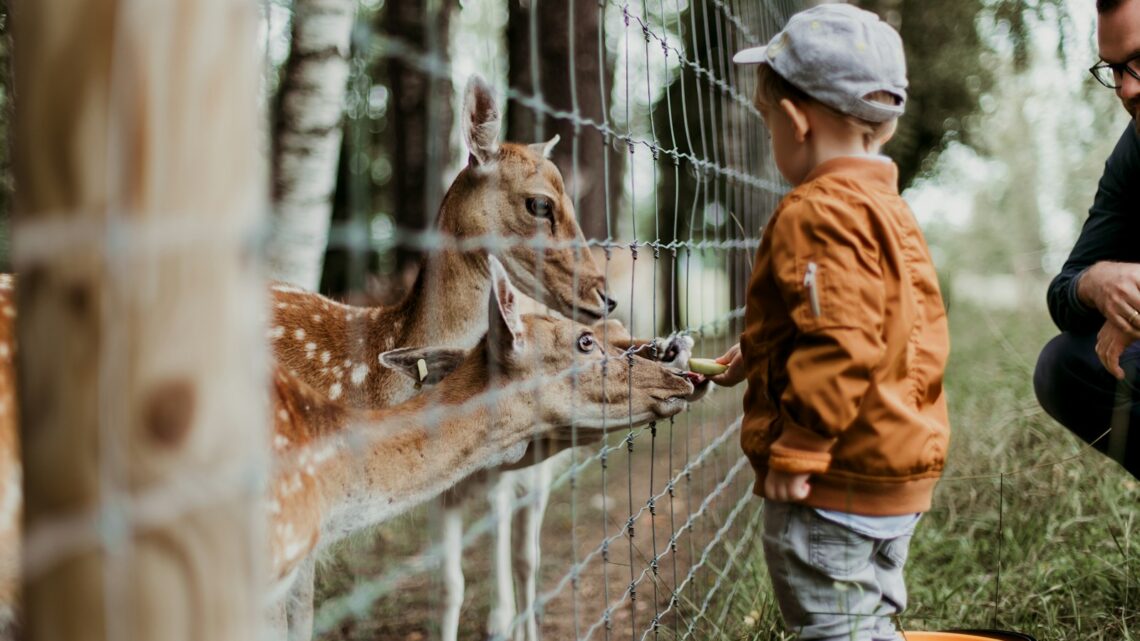 La zoothérapie : un allié pour le bien-être humain ?