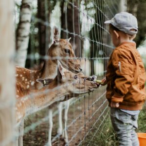 La zoothérapie : un allié pour le bien-être humain ?