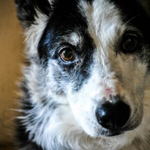 Comment toiletter votre chien à la maison?