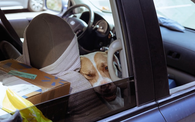 Comment transporter son animal en toute sécurité : conseils pratiques