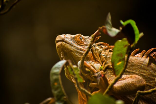 Les règles d’or pour un saveur équilibré pour reptiles