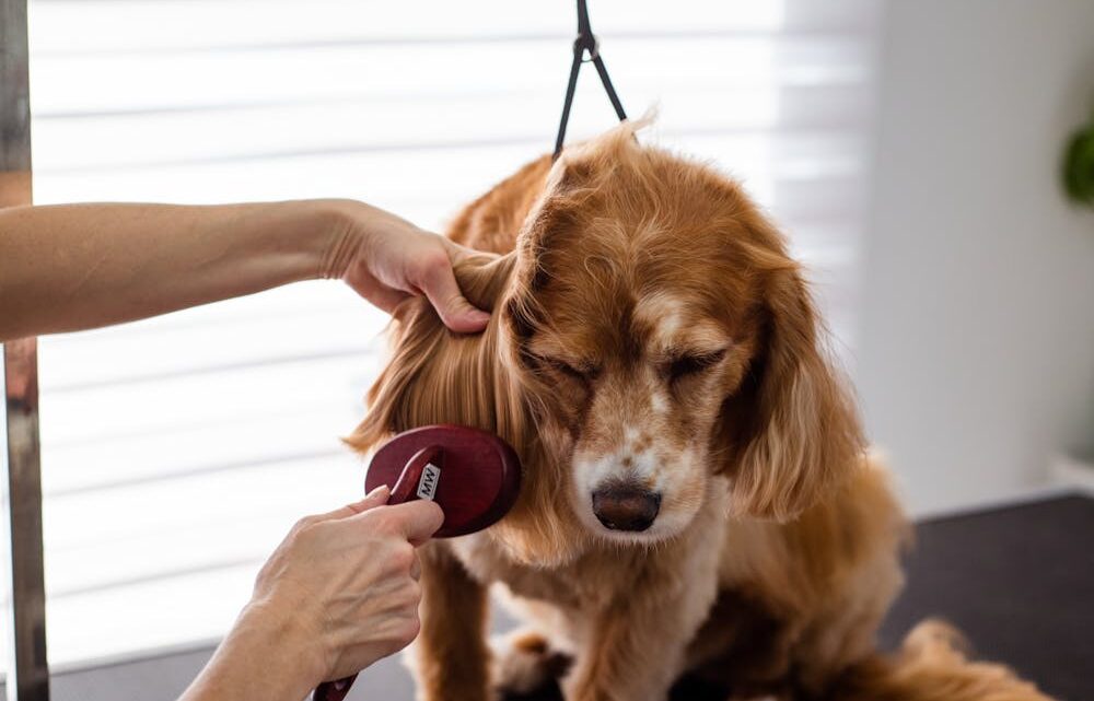 Les bienfaits de brosser régulièrement votre chien