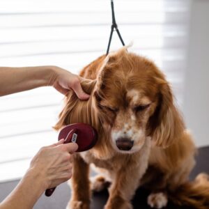 Les bienfaits de brosser régulièrement votre chien