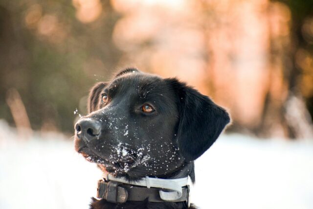 Le comportement territorial chez les chiens