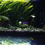 un aquascaping réussi