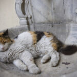 le chat domestique
