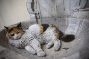 le chat domestique