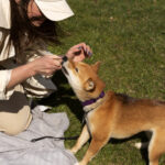 Comprendre le langage corporel de votre chien