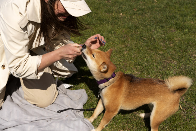 Comprendre le langage corporel de votre chien