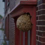 Nid de guêpes sous la corniche d'une maison de brique près de Lille en 2026
