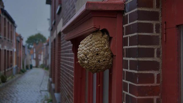 Nid de guêpes sous la corniche d'une maison de brique près de Lille en 2026